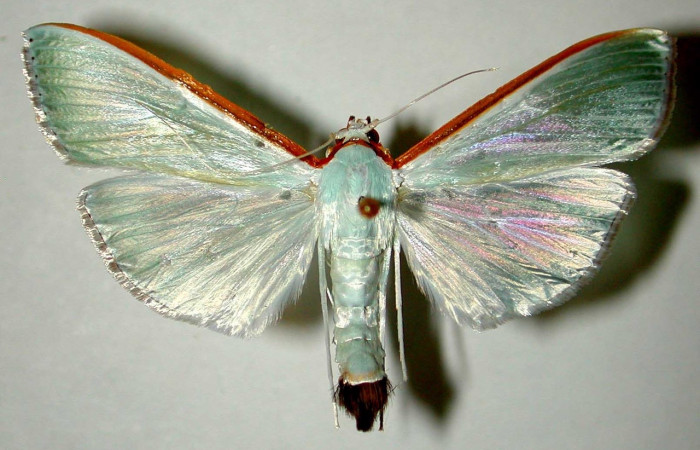 Fig. 33. Vista dorsal de <i>Diaphania glauculalis</i> (Crambidae). Voucher: 98-SRNP-15213-DHJ33552.jpg