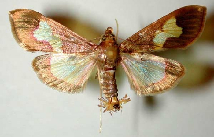 Fig. 34. Vista dorsal de <i>Diaphania</i> ochrivitralisDHJ01 (Crambidae). Voucher: 99-SRNP-917-DHJ33572.jpg   