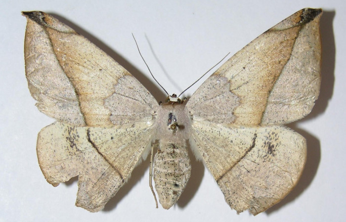 Figura 15. Adulto de larva <i>Oxydia vesulia</i> familia (Geometridae): hembra Vouche 04-SRNP-47917-DHJ326156.