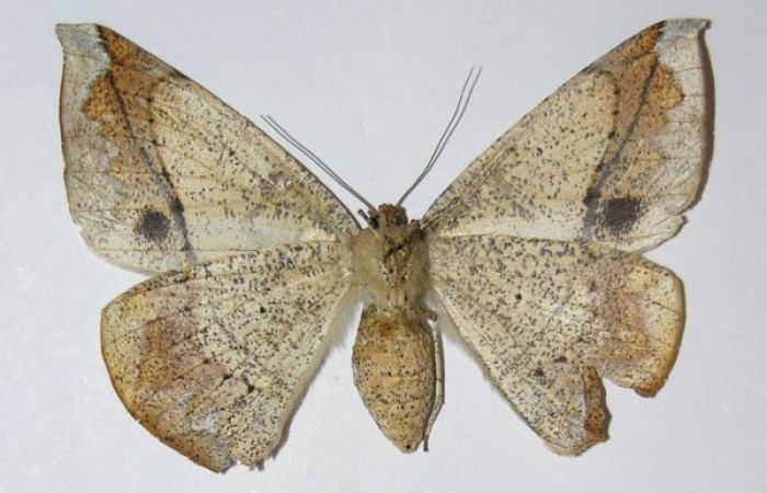 Figura 16. Adulto de larva <i>Oxydia vesulia</i> familia (Geometridae), hembra. Voucher 04-SRNP-47917-DHJ326157.