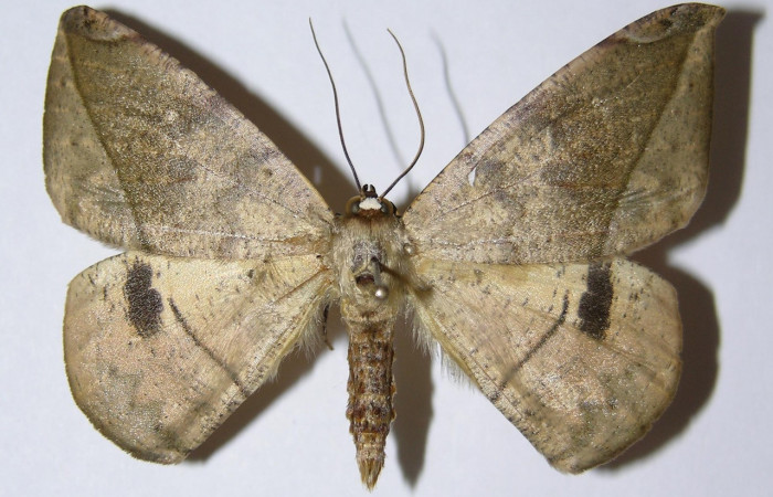 Figura 17. Adulto de larva <i>Oxydia vesulia</i> familia (Geometridae), macho. Voucher 05-SRNP-57960-DHJ324826.