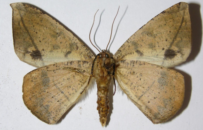 Figura 18. Adulto de larva <i>Oxydia vesulia</i> familia (Geometridae), macho. Voucher 05-SRNP-57960-DHJ324827. macho.
