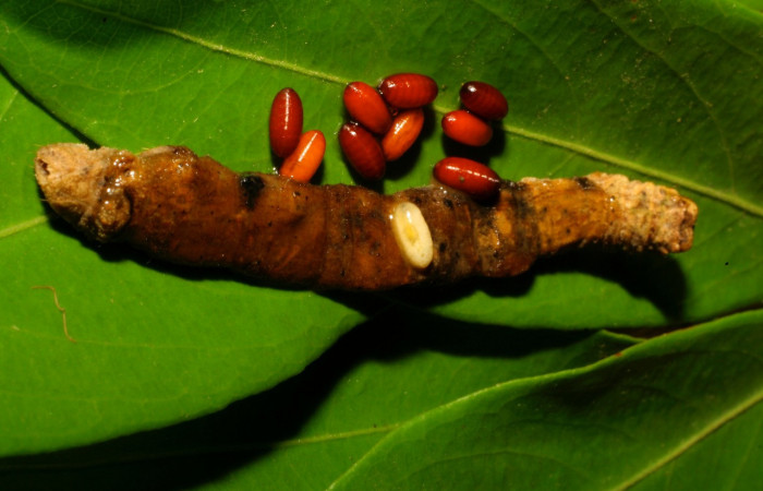 Figura 13. Puparios de parásitos de la familia (Tachinidae) <i>Pseudosipohona</i> Janzen02, junto a restos de larva <i>Oxydia vesulia</i> familia (Geometridae): Vouche 09-SRNP-65735-DHJ460711.