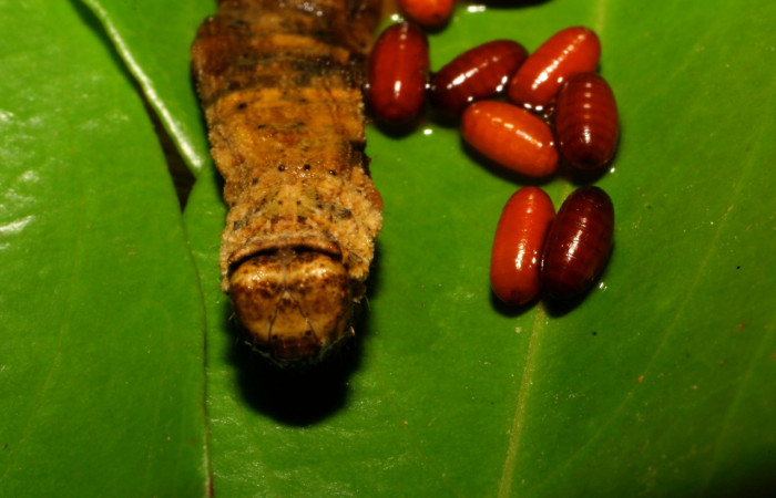 Figura 14. Puparios de parásitos de la familia (Tachinidae) <i>Pseudosipohona</i> Janzen02, junto a restos de larva <i>Oxydia vesulia</i> familia (Geometridae): Vouche 09-SRNP-65735-DHJ460713.