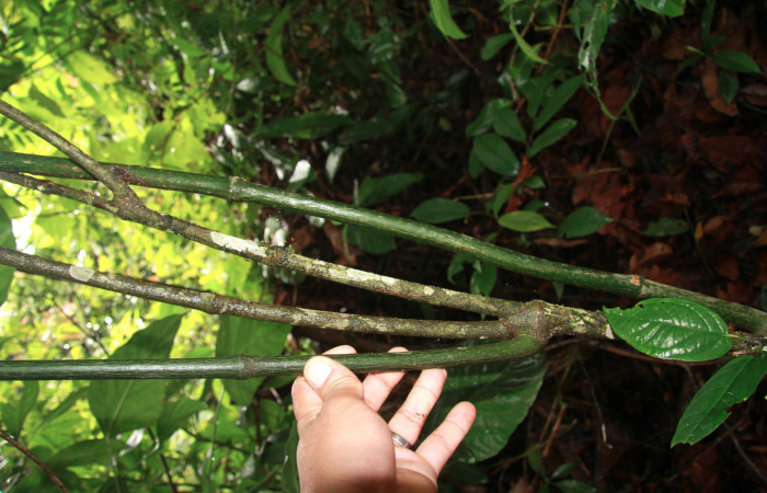 Figura 23. <i>Piper sancti-felicis</i> una de las plantas donde se alimenta la larva <i>Oxydia vesulia</i> familia (Geometridae). Foto, Pablo Umaña. 