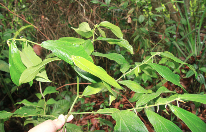 Figura 24. <i>Piper sancti-felicis</i> una de las plantas donde se alimenta la larva <i>Oxydia vesulia</i> familia (Geometridae). foto Pablo Umaña. 