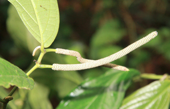 Figura 25. <i>Piper sancti-felicis</i> una de las plantas donde se alimenta la larva <i>Oxydia vesulia</i> familia (Geometridae). foto, Pablo Umaña. 