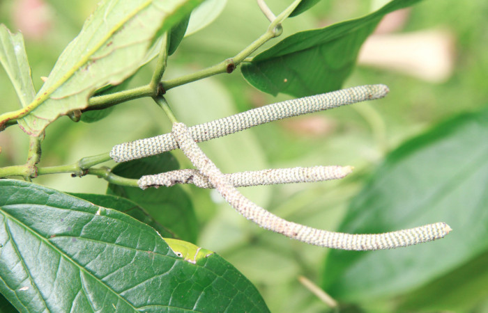 Figura 25. <i>Piper sancti-felicis</i> una de las plantas donde se alimenta la larva <i>Oxydia vesulia</i> familia (Geometridae), Foto, Pablo Umaña. 