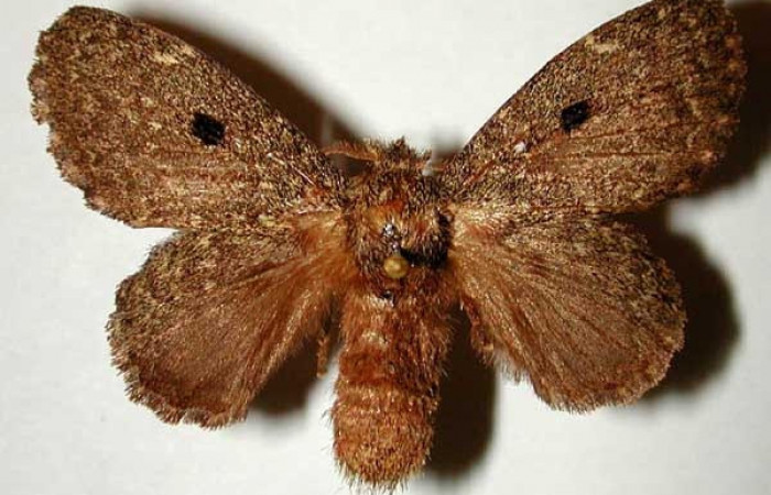 Figura 19. Adulto <i>Euglyphis amathuria</i> (Lasiocampidae), macho posición dorsal. Área de Conservación Guanacaste, Sector Santa Rosa. 00-SRNP-22124- DHJ33230.