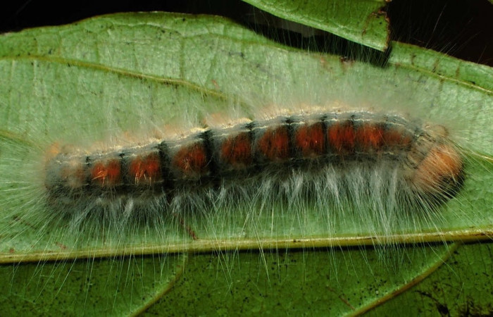 Figura 17. Larva <i>Euglyphis amathuria</i> (Lasiocampidae), posición dorsal en <i>Ocotea veraguensis</i> (Lauraceae). Area de Conservación Guanacaste, Sector San Cristobal. 01-SRNP- 2398-DHJ60300.jpg