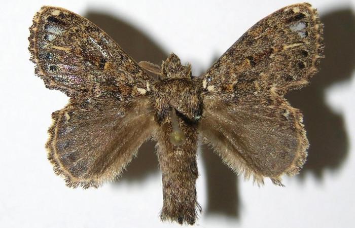 Figura 11. Adulto <i>Euglyphis sonia</i>  (Lasiocampidae), macho posición dorsal. Área de Conservación Guanacaste, Sector Santa Rosa. 05-SRNP-48939- DHJ335270.