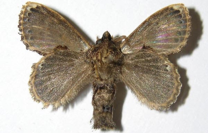 Figura 12. Adulto <i>Euglyphis sonia</i>  (Lasiocampidae), macho posición dorsal. Área de Conservación Guanacaste, Sector Santa Rosa. 05-SRNP-48939- DHJ335271.