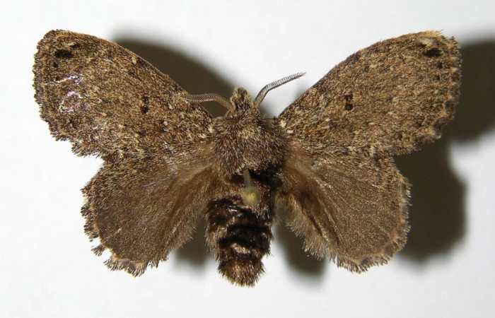 Figura 9. Adulto  <i>Euglyphis sonia</i>  (Lasiocampidae), hembra posición dorsal. Área de Conservación Guanacaste, Sector Santa Rosa. 05-SRNP-49385- DHJ335256.