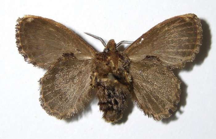 Figura 10. Adulto  <i>Euglyphis sonia</i>  (Lasiocampidae), hembra posición dorsal. Área de Conservación Guanacaste, Sector Santa Rosa. 05-SRNP-49385- DHJ335257.
