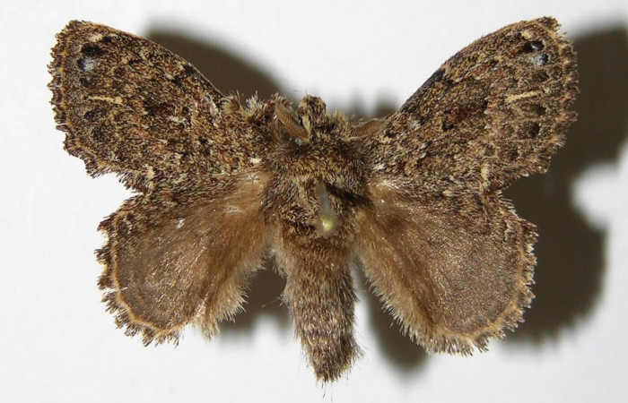 Figura 1. Adulto <i>Euglyphis sonia</i> (Lasiocampidae). Área de Conservación Guanacaste, Sector Santa Rosa. 05-SRNP-49476- DHJ335268.