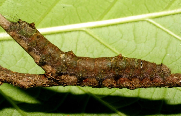 Figura 8. Larva <i>Euglyphis sonia</i> (Lasiocampidae), posición entero lateral en <i>Ocotea veraguensis</i> (Lauraceae). Area de Conservación Guanacaste, Sector Cacao. 08-SRNP-21978-DHJ438316.jpg.     