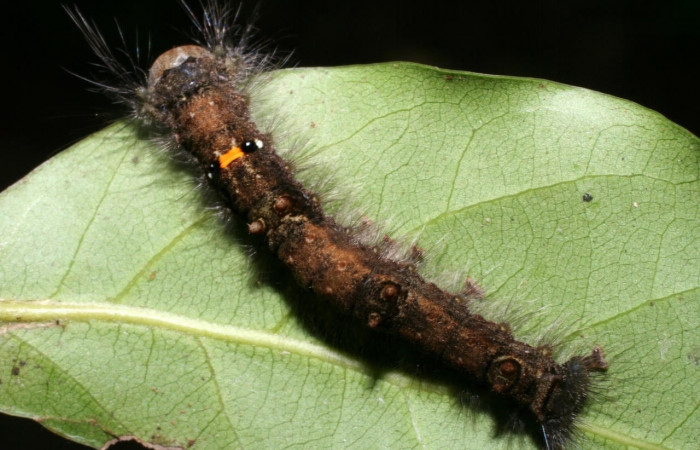 Figura 4. Larva <i>Euglyphis sonia</i> (Lasiocampidae), posición dorsal en <i>Ocotea veraguensis</i> (Lauraceae). Area de Conservación Guanacaste, Sector Cacao. 08-SRNP-57973-DHJ446821.jpg.