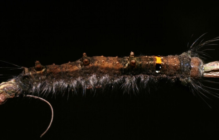 Figura 2. Larva <i>Euglyphis sonia</i> (Lasiocampidae), posición dorsal en <i>Ocotea veraguensis</i> (Lauraceae). Area de Conservación Guanacaste, Sector Cacao. 08-SRNP-57973-DHJ446824.jpg.
