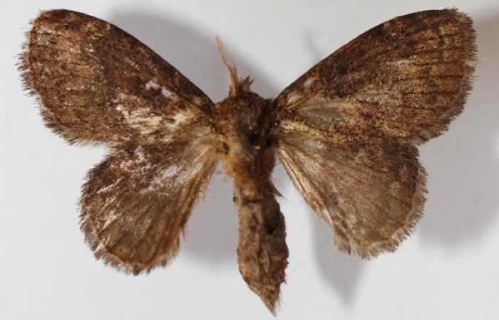 Figura 15. Adulto <i>Euglyphis phyllis</i> (Lasiocampidae), macho posición dorsal. Área de Conservación Guanacaste, Sector Santa Rosa. 13- SRNP-56217-DHJ589304.