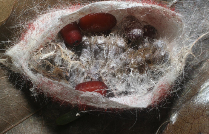 Figura 21: Capullos de <i>Blepharipa</i> Wood06DHJ01 (Tachinidae), Parásitos de  <i>Euglyphis amathuria</i>(Lasiocampidae), en hoja de la planta <i>Ocotea cernua</i> (Lauraceae). 14-SRNP-65323-DHJ488142.jpg.     