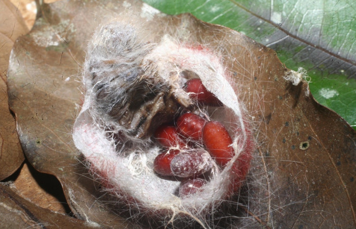 Figura 22: Capullos de <i>Blepharipa</i> Wood06DHJ01 (Tachinidae), Parásitos de <i>Euglyphis amathuria</i>(Lasiocampidae), en hoja de la planta <i>Ocotea cernua</i> (Lauraceae). 14-SRNP-65323-DHJ488146.jpg.     