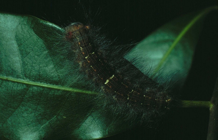 Figura 13. Larva <i> Euglyphis phyllis</i> (Lasiocampidae), posición dorsal en <i>Ocotea veraguensis</i> (Lauraceae). Area de Conservación Guanacaste, Sector Santa Rosa. 82-SRNP-577- DHJ4421.jpg.