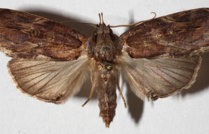  Adulto en posición dorsal de <i>Iscadia purpurascens</i> (Nolidae).  Sector Del Oro, Sendero Quebrada Raíz. Voucher 17-SRNP-21215-DHJ936832.