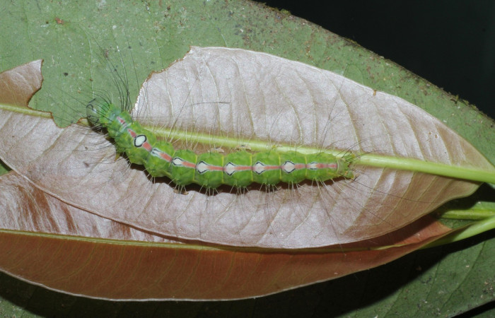  Larva en posición dorsal de <i>Iscadia purpurascens</i> (Nolidae), U estadio. Sector San Cristóbal, Sendero Huerta. Voucher 16-SRNP-365-DHJ704066.jpg.