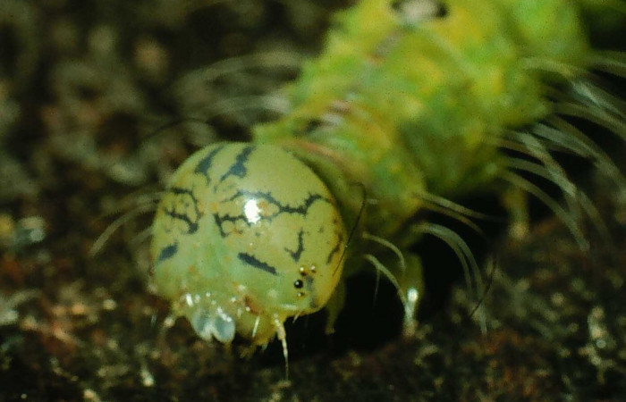  Cabeza en posición frontal de <i>Iscadia purpurascens</i> (Nolidae), U estadio. Sector Santa María, Estación Santa María. Voucher 95-SRNP-8761-DHJ25910.jpg.