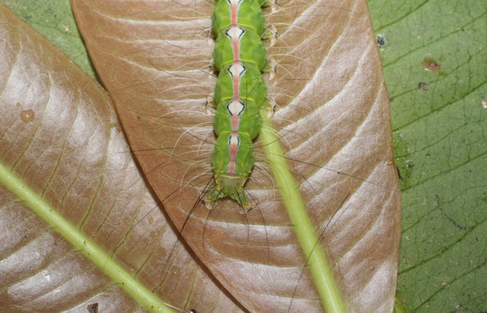  Cola en posición dorsal de <i>Iscadia purpurascens</i> (Nolidae), U estadio. Sector San Cristóbal, Sendero Huerta. Voucher 16-SRNP-365-DHJ704063.jpg.