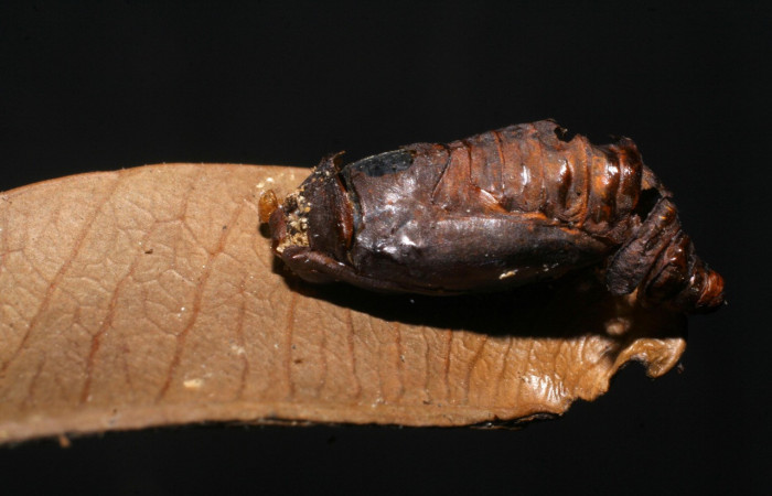  Pupa en posición lateral de <i>Iscadia purpurascens</i> (Nolidae). Sector Santa Del Oro, Quebrada Trigal. Voucher 06-SRNP-20280-DHJ447685.jpg.