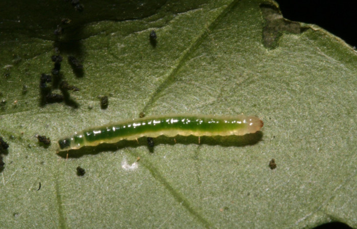 Figura 11. Lateral entero <i>Herpetogramma</i> solois11DHJ01 (Crambidae), alimentándose en Lycianthes sanctaeclarae (Solanaceae). (12-SRNP-41248-DHJ489478.jpg).