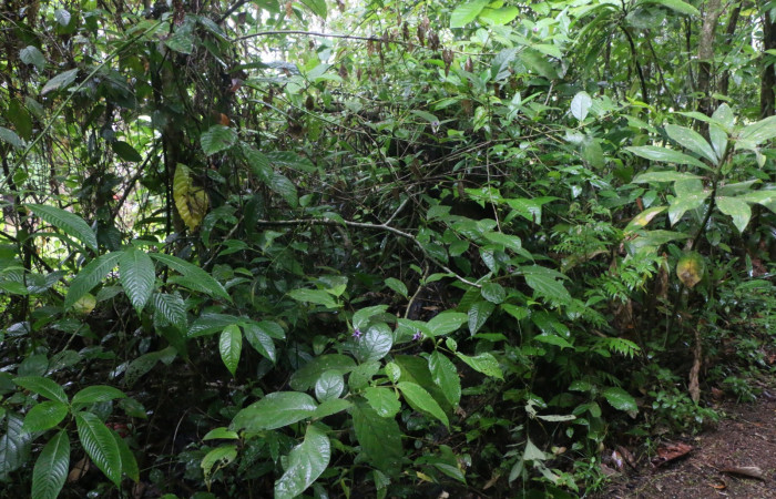 Figura. 1 Habitat <i>Lycianthes sanctaeclarae</i> (Solanaceae). Area de Conservación Guanacaste, Sector Rincón Rain Forest, Cafecito, Estación Leiva (elevación 455 metros). Foto, Jorge Hernández. Colectada el 26 mayo 2021.