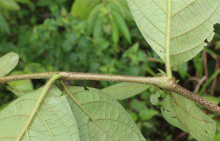 Figura. 2 Hojas simples alternas  <i>Lycianthes sanctaeclarae</i> (Solanaceae). Area de Conservación Guanacaste, Sector Rincón Rain Forest, Cafecito, Estación Leiva (elevación 455 metros). Foto, Jorge Hernández. Colectada el 26 mayo 2021.