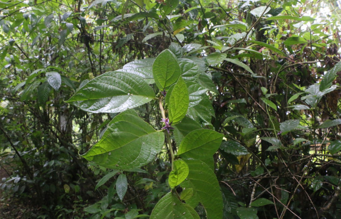 Figura. 3 Posición hojas <i>Lycianthes sanctaeclarae</i> (Solanaceae). Area de Conservación Guanacaste, Sector Rincón Rain Forest, Cafecito, Estación Leiva (elevación 455 metros). Foto, Jorge Hernández. Colectada el 26 mayo 2021.