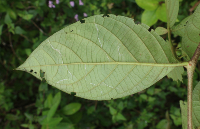 Figura. 4 Hojas envés <i>Lycianthes sanctaeclarae</i>, (Solanaceae). Area de Conservación Guanacaste, Sector Rincón Rain Forest, Cafecito, Estación Leiva (elevación 455 metros). Foto, Jorge Hernández. Colectada el 26 mayo 2021.