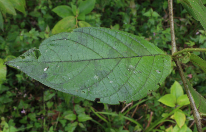 Figura. 5 Hojas haz <i>Lycianthes sanctaeclarae</i> (Solanaceae). Area de Conservación Guanacaste, Sector Rincón Rain Forest, Cafecito, Estación Leiva (elevación 455 metros). Foto, Jorge Hernández. Colectada el 26 mayo 2021