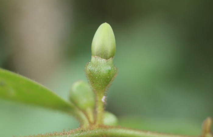 Figura. 6 Flor botones  <i>Lycianthes sanctaeclarae</i> (Solanaceae). Area de Conservación Guanacaste, Sector Rincón Rain Forest, Cafecito, Estación Leiva (elevación 455 metros). Foto, Jorge Hernández. Colectada el 26 mayo 2021