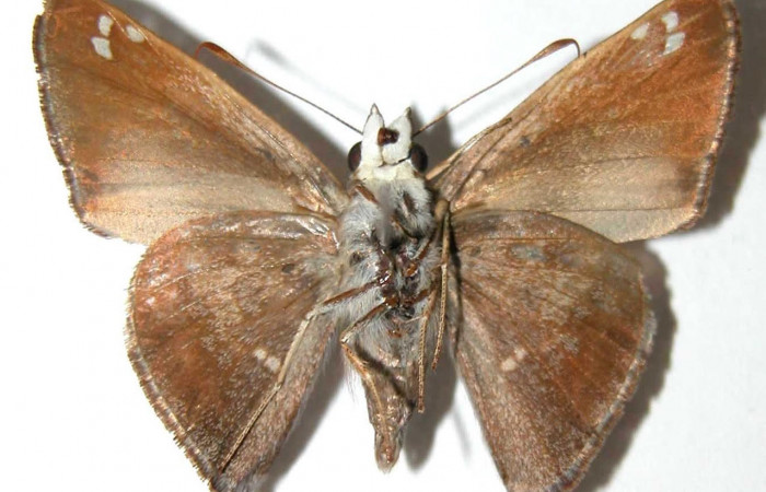 Fig.4 Adulto <i>Arteurotia tractipennis</i>, mostrando la parte ventral.Voucher: 95-SRNP-11460-DHJ38019.