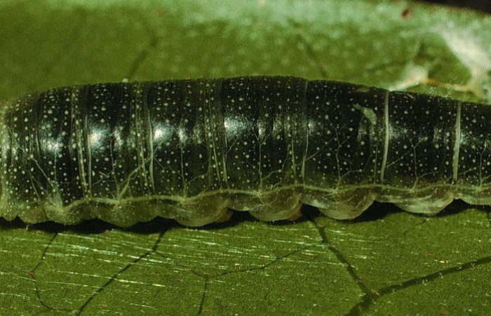 Fig.9 Larva <i>Arteurotia tractipennis</i>, mostrando la parte dorsal entero.Voucher: 95-SRNP-190-DHJ21424.jpg.