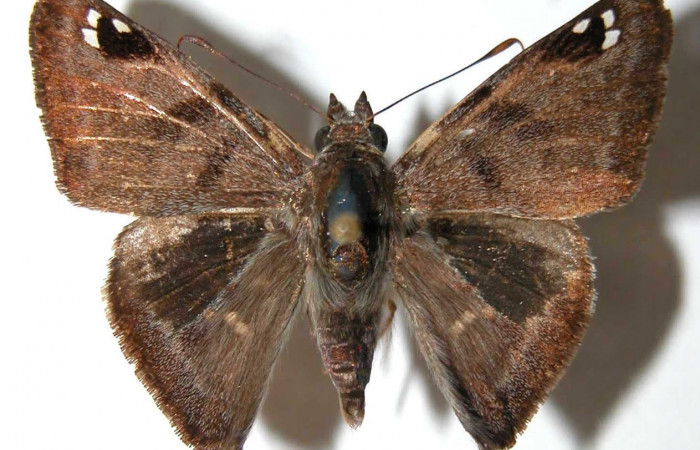 Fig.3 Adulto <i>Arteurotia tractipennis</i>, mostrando la parte dorsal.Voucher: 95-SRNP-11460-DHJ38018.