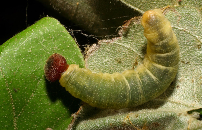 Fig.5 Larva <i>Arteurotia tractipennis</i>, mostrando la parte dorsal.Voucher: 06-SRNP-57518-DHJ417754.jpg.