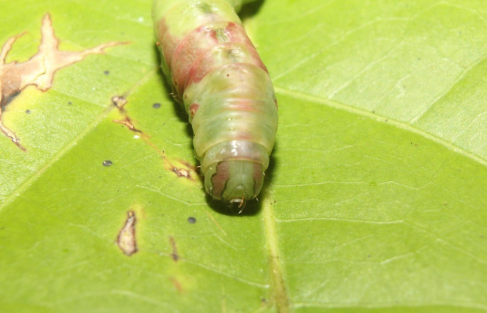 Figura 10. Prepupa posicion cabeza <i>Cecrita lama</i> (Notodontidae). Sector Pitilla, Pasmompa, (elevación 440 metros). Colectada 21 abril 2017. (17-SRNP-71294-DHJ737836.jpg).
