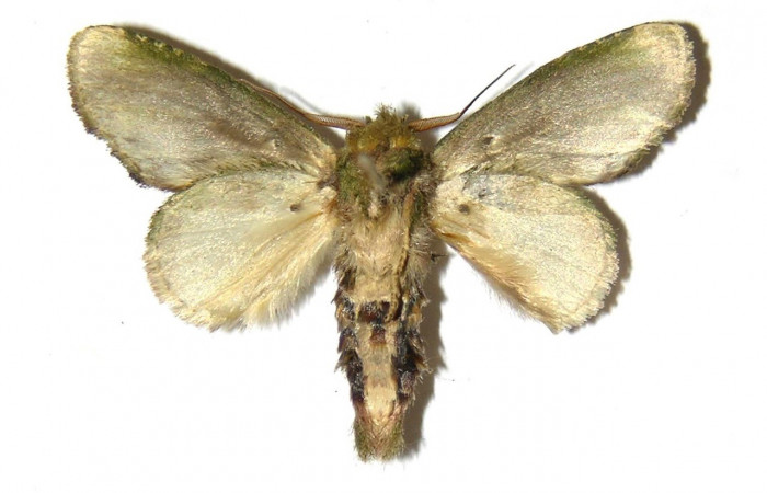 Figura 14. Adulto <i>Cecrita lama</i> (Notodontidae), posición vista ventral (macho). (05-SRNP-3581-DHJ311741).