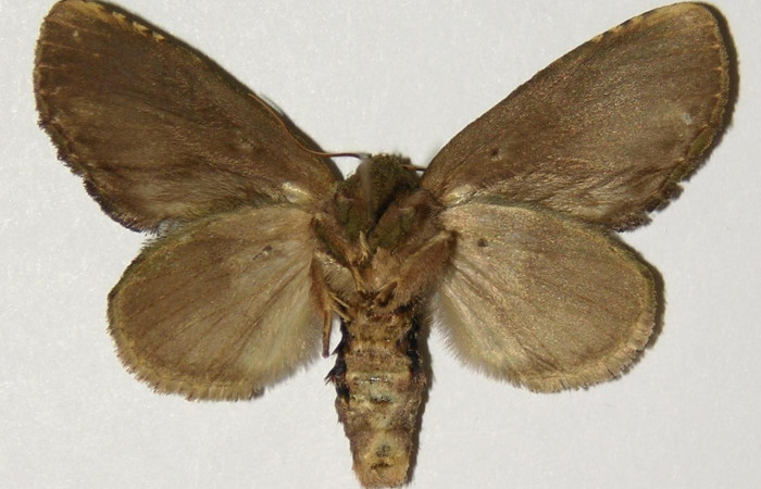 Figura 16. Adulto <i>Cecrita lama</i> (Notodontidae), posición vista ventral (hembra). (01-SRNP-2230-DHJ302585).