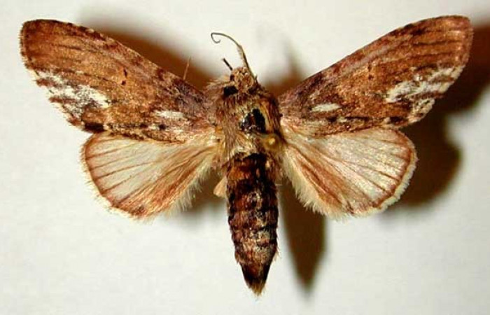 Figura 20. Adulto <i>Cecrita macarisma</i> (Notodontidae), posición vista dorsal (Macho). (95-SRNP-9046-DHJ32322).