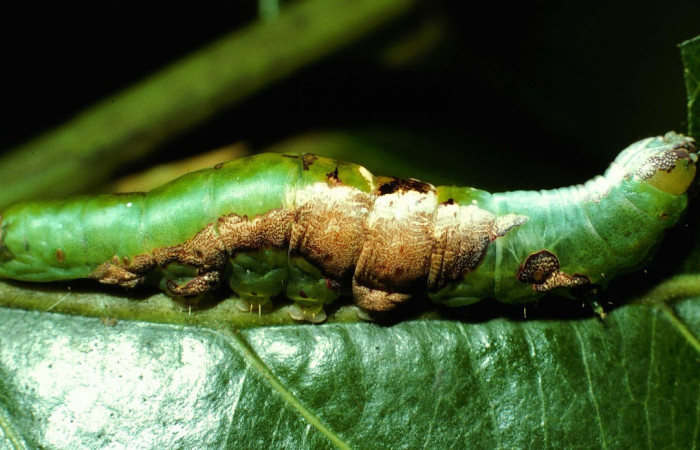 Figura 6. Lateral entero <i>Cecrita lama</i> (Notodontidae). Sector San Cristóbal, Quebrada Cementerio, (elevación 700 metros). Colectada 1 noviembre 2002. (02-SRNP-130-DHJ64225.jpg).