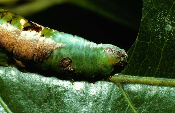 Figura 7. Lateral tórax <i>Cecrita lama</i> (Notodontidae). Sector San Cristóbal, Quebrada Cementerio, (elevación 700 metros). Colectada 1 noviembre 2002. (02-SRNP-130-DHJ64228.jpg).