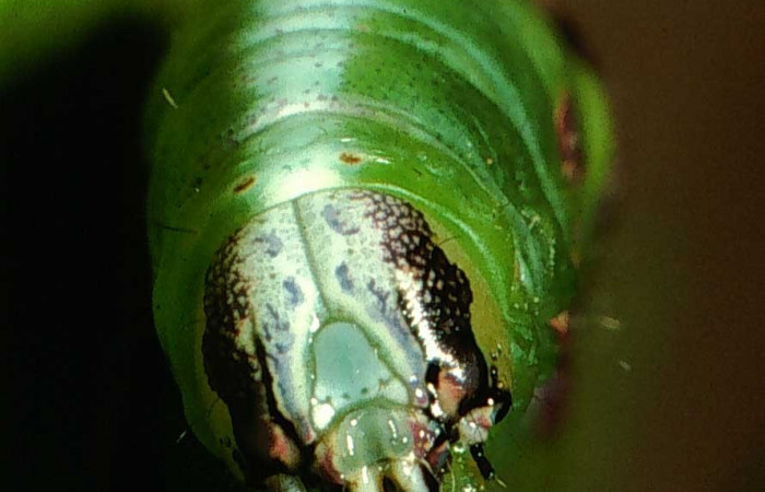 Figura 8. frontal <i>Cecrita lama</i> (Notodontidae). Sector San Cristóbal, Potrero Argentina, (elevación 520 metros). Colectada 20 junio 2001. (01-SRNP-2230-DHJ58027.jpg).