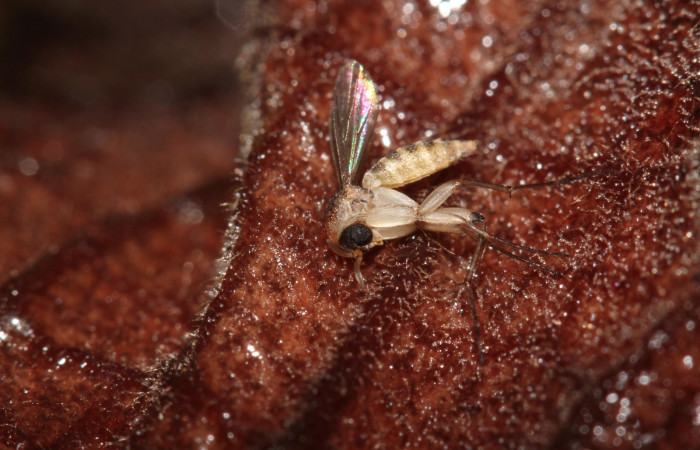 Fig. 22 Muestra de una mosca polinizadora de la flor <i>Aristolochia arborea</i> (Aristolochiaceae) 21 de Junio 2019, Cañón Rio Mena Sector Del Oro Foto. Roster Moraga